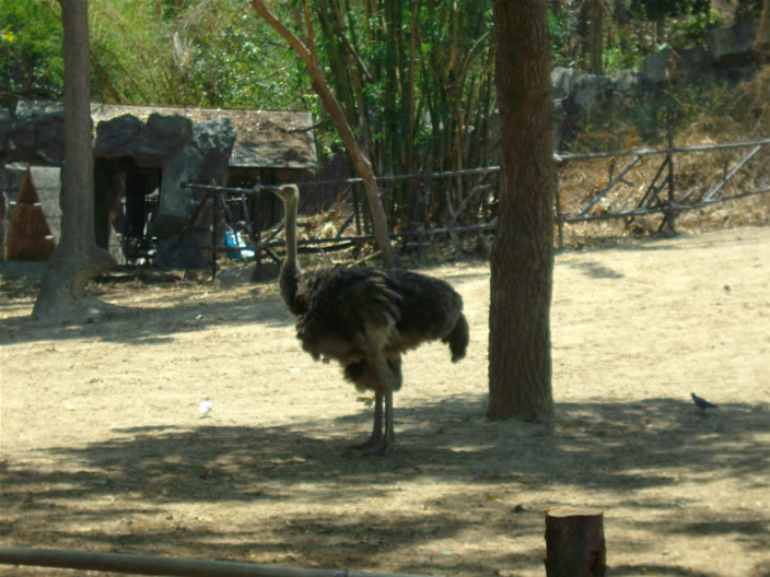 images/Chiang Mai Zoo.jpg